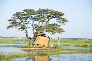 宮城・荒浜