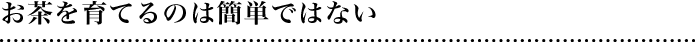 お茶を育てるのは簡単ではない